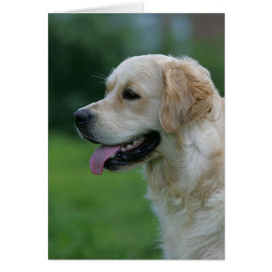 Headshot 2 2 de golden retriever