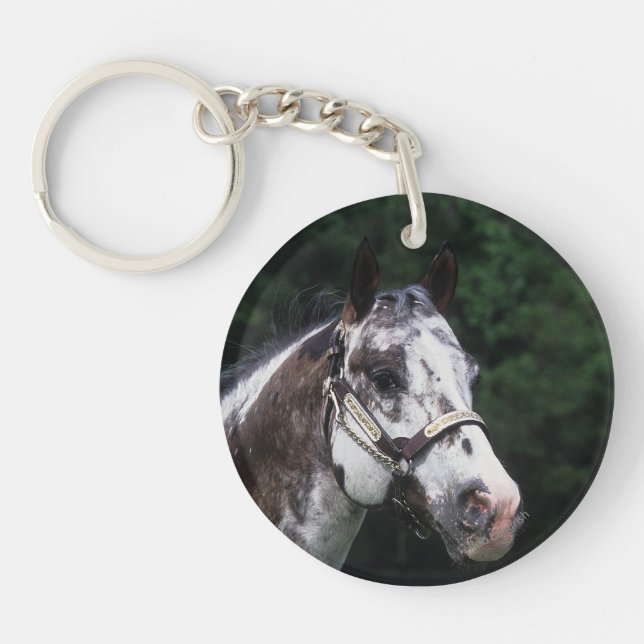 Headshot 2 de cheval d'Appaloosa (Devant)