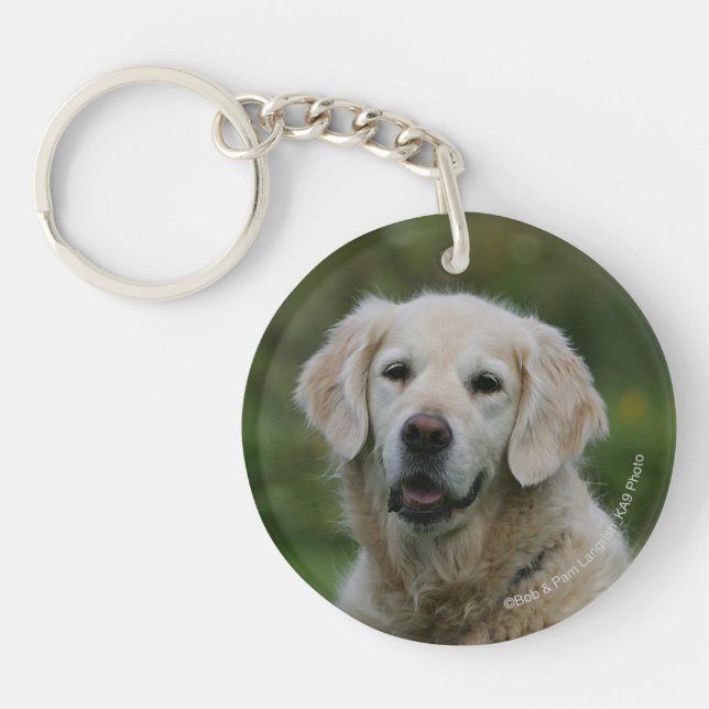 Headshot 2 de golden retriever (Devant)
