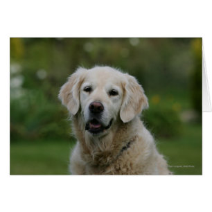 Headshot 2 de golden retriever