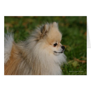 Headshot 2 de Pomeranian