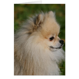 Headshot 2 de Pomeranian