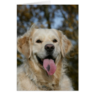 Headshot 3 de golden retriever