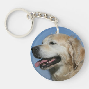Headshot 4 de golden retriever