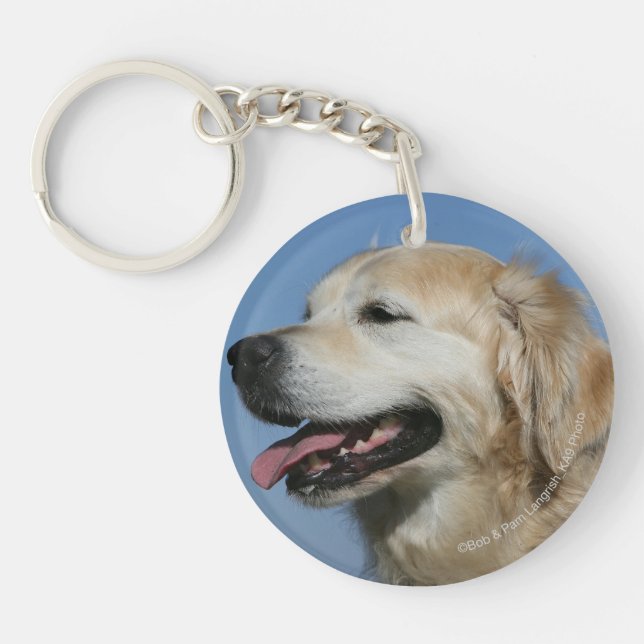 Headshot 4 de golden retriever (Devant)