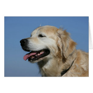 Headshot 4 de golden retriever