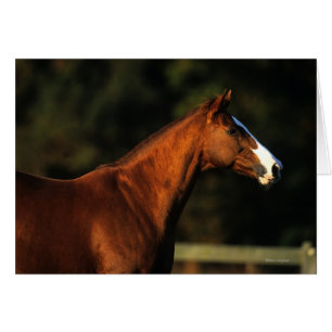 Headshot de cheval de pur sang