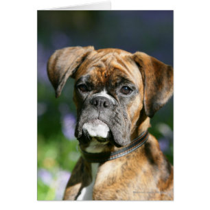 Headshot de chien de boxeur