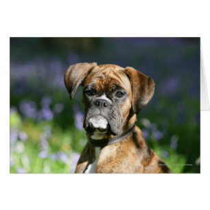 Headshot de chien de boxeur
