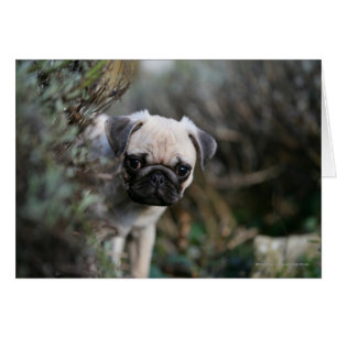 Headshot de chiot de carlin de faon