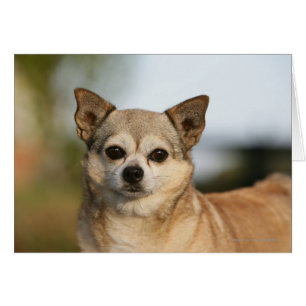 Headshot de chiwawa