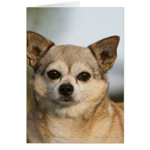 Headshot de chiwawa