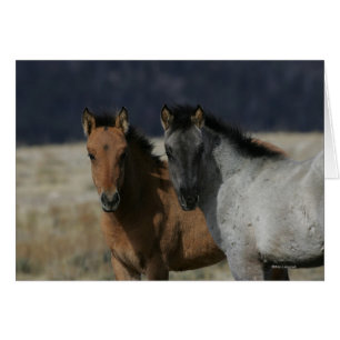 Headshot de poulain de mustang