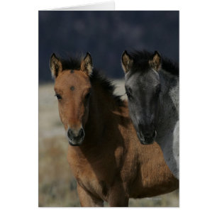 Headshot de poulain de mustang