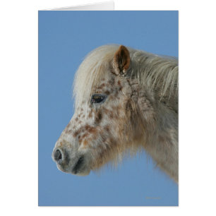 Headshot miniature de cheval