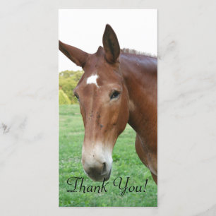 Headshot of a Rather Refined Mule Thank You Card