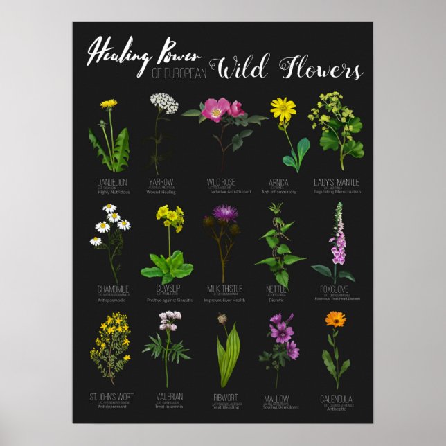 Healing Power of European Wild Flowers Herbology Poster (Front)