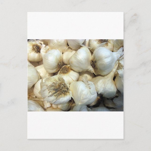 Healthy Garlic Postcard (Front)