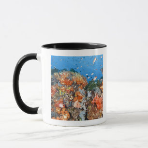Healthy reef structure, Komodo National Park Mug