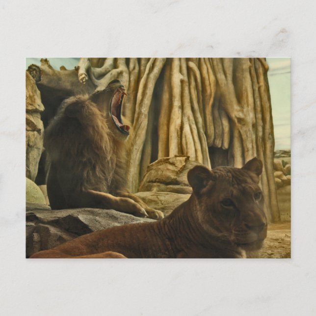 Hear me Roar! Postcard (Front)