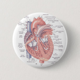Heart Anatomy 2 Inch Round Button