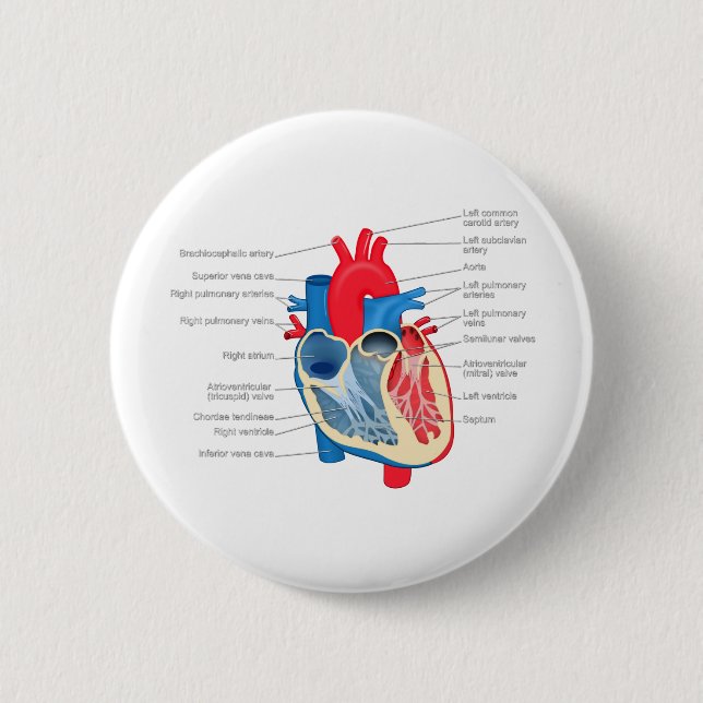 Heart_Anatomy 2 Inch Round Button (Front)