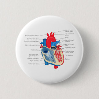 Heart_Anatomy 2 Inch Round Button