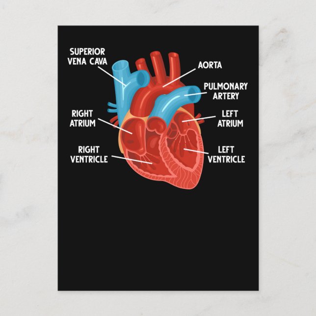 Heart Anatomy Education Cardiology Postcard (Front)