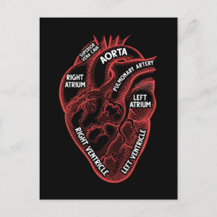 Heart Anatomy Education Cardiology Postcard