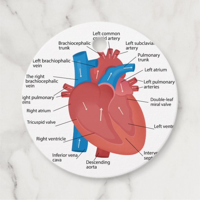 Heart anatomy  favour tags (Front)