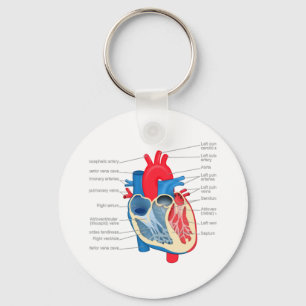 Heart_Anatomy Keychain