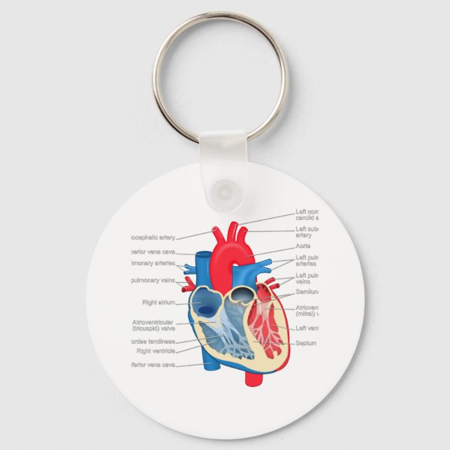 Heart_Anatomy Keychain (Front)