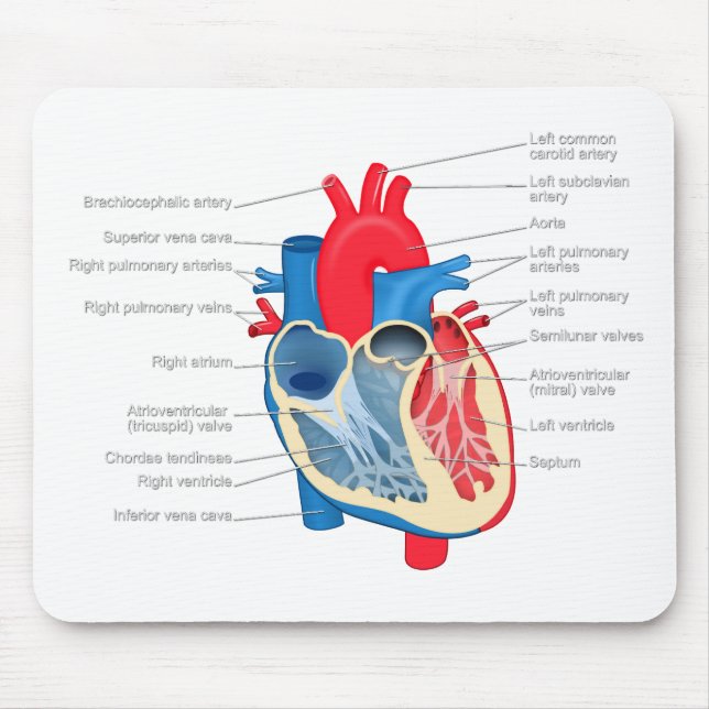 Heart_Anatomy Mouse Pad (Front)