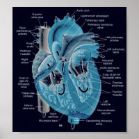 Heart anatomy