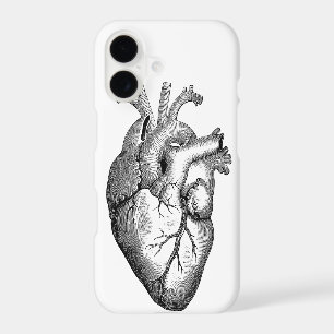 Heart Anatomy Science