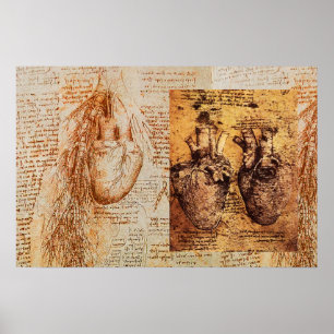 Heart And Its Blood Vessels /  Bronchial Arteries Poster