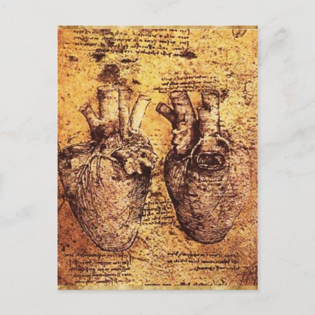 Heart And Its Blood Vessels Parchment Postcard (Front)