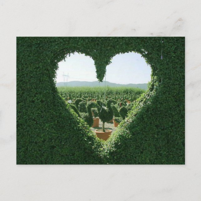 Heart Grass Flamingo Postcard (Front)