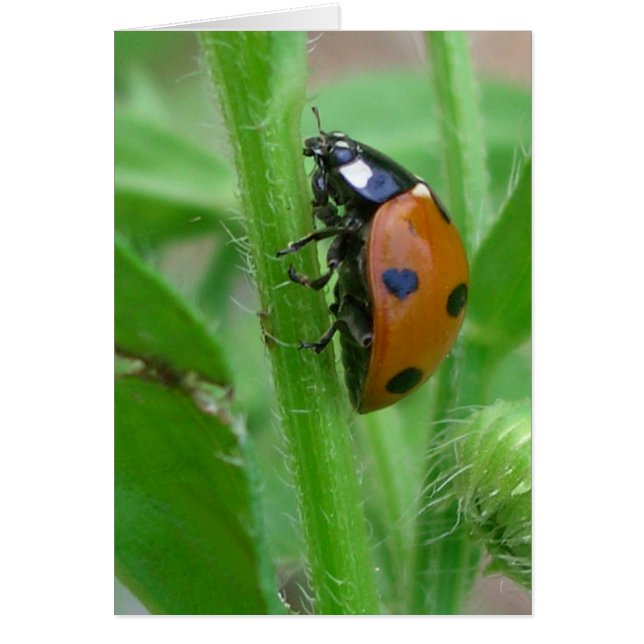 Heart my Lady (Front)