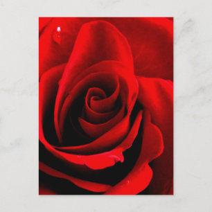 Heart of a Rose Postcard