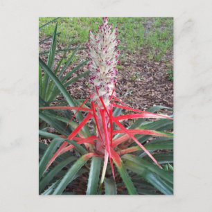 Heart Of Flame Photo Postcard