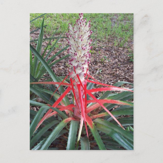 Heart Of Flame Photo Postcard (Front)
