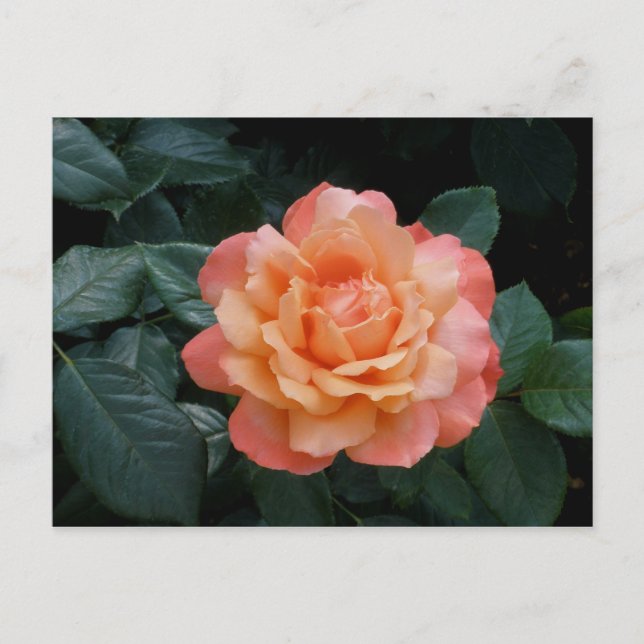 Heart of Gold Postcard (Front)