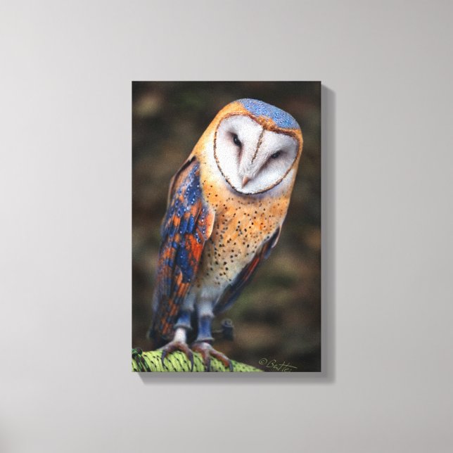 Heart-Shaped Face Barn Owl Canvas Print (Front)