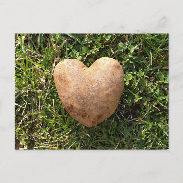 Heart Shaped Potato Postcard (Front)
