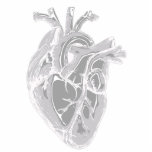Heart Sketch Photo Sculpture<br><div class="desc">A detailed realistic monochromatic grey heart for display. CHD makes the heart a central subject in the lives of those touched by defects. This sculpture is for those with a specific fascination with this amazing organ.                                                                                 image adapted from https://pixabay.com/illustrations/heart-nurse-health-body-parts-5079717/ by mandrakept.</div>