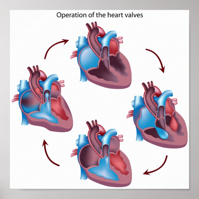 Heart valves operation  Poster (Front)
