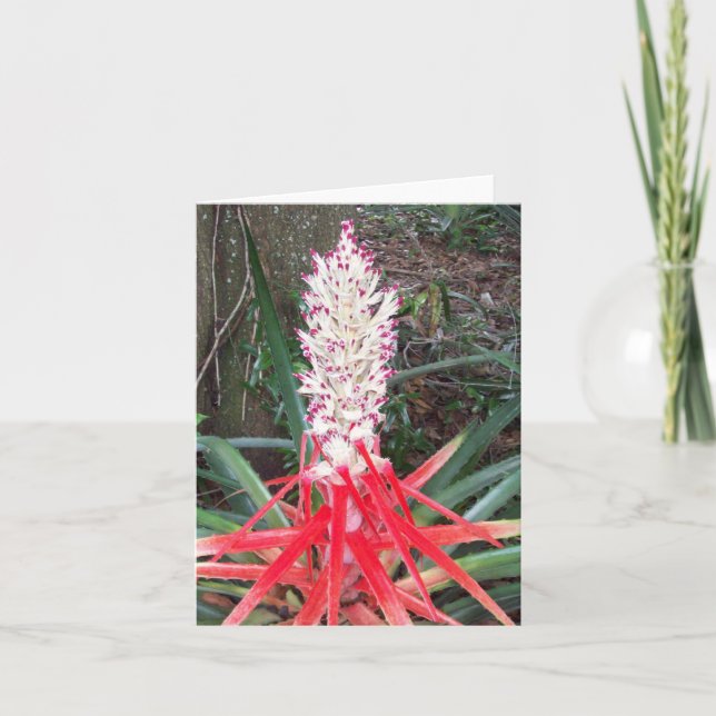Hearts Of Flame Bromeliad Photo Folded Note Card (Front)