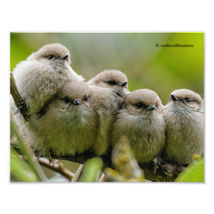 Heartwarming Cute Bushtits Songbirds Family Photo Print