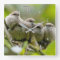 Heartwarming Cute Bushtits Songbirds Family Photo